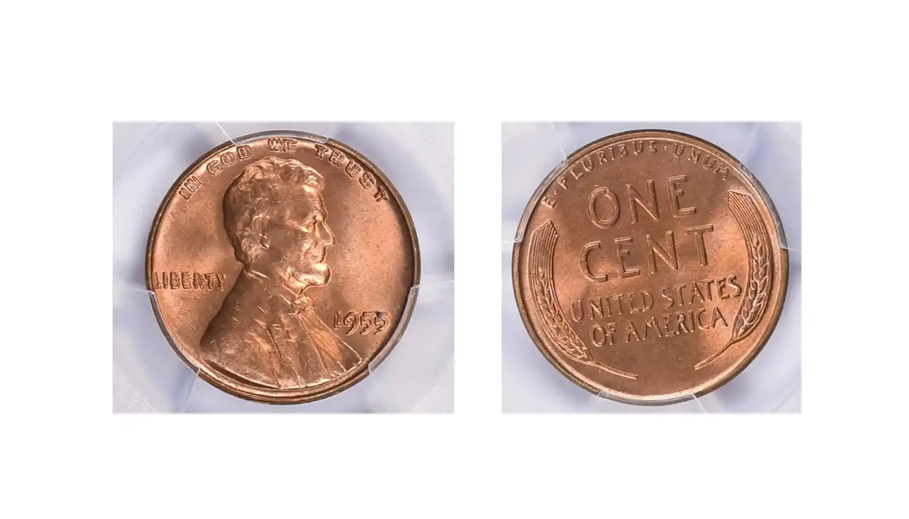 A picture of a 1955 Lincoln Cent Doubled Die Obverse graded PCGS MS-65+, showcasing the clear doubling on the obverse with sharp details and a high-quality mint state.